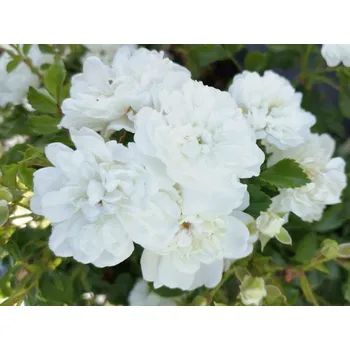 Sazenice Růže 'White Fairy' Balení: kontejner C2