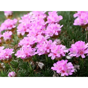 Sazenice Trávnička trsnatá 'New Zealand' - Armeria juniperifolia 'New Zealand' Balení: kontejner p9