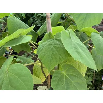 Sazenice Pavlovnie protáhlá 'Futuro' Balení: kontejner p11