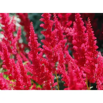 Sazenice Čechrava Arendsova 'Fanal' - Astilbe x arendsii 'Fanal' Balení: kontejner p12