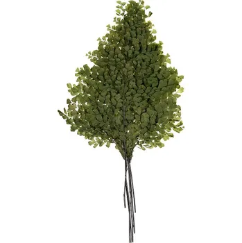 Lutti Fern (Pravé "živé" stabilizované větvičky rostliny)