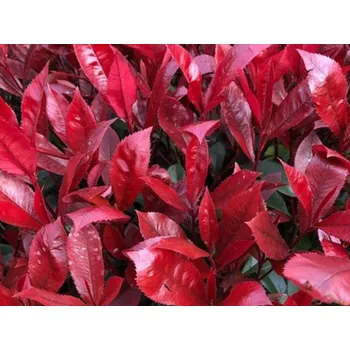 Sazenice Blýskavka Fraserova 'Carré Rouge' Balení: kontejner p9