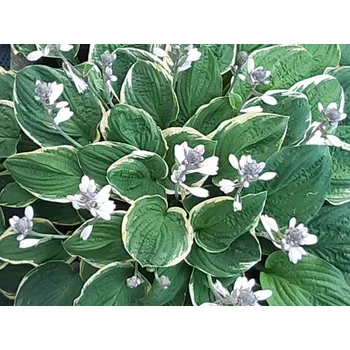 Sazenice Bohyška 'Christmas Tree' - Hosta 'Christmas Tree' Balení: kontejner C2
