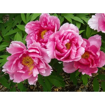 Sazenice Pivoňka dřevitá 'Trojan Vanille Morning' Balení: kontejner C2