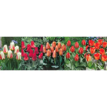 Cibulovina Show box S186 Tulipán Greigii 11/12, 5 x 60 ks