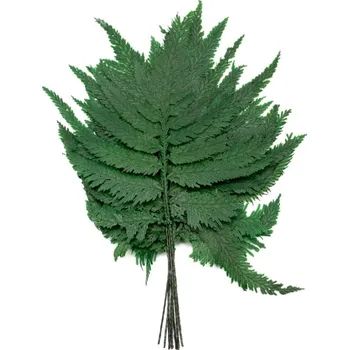 Plume Fern (Pravé "živé" stabilizované větvičky rostliny)