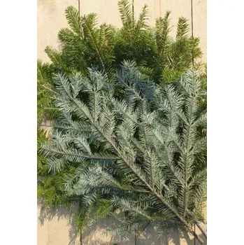 Vánoční stromek Chvojí - jedle kavkazská