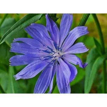 Sazenice Čekanka obecná - Cichorium intybus Balení: kontejner p9