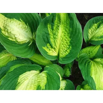Sazenice Bohyška 'Captain Kirk' - Hosta 'Captain Kirk' Balení: kontejner C2