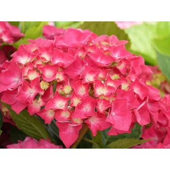 Sazenice Hortenzie velkolistá 'Masja' Balení: kontejner p9