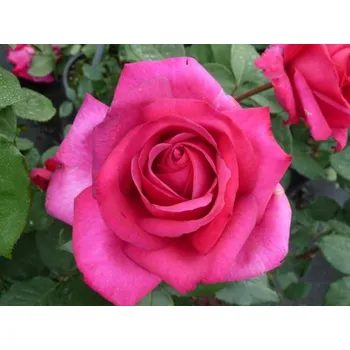 Sazenice Růže 'Parole®' Balení: kontejner C2