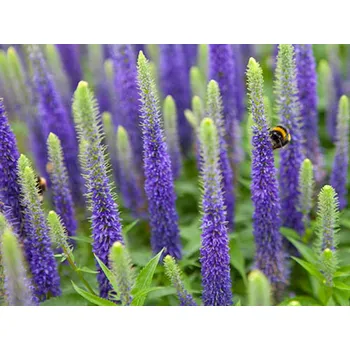 Sazenice Rozrazil klasnatý 'Ulster Dwarf Blue' - Veronica spicata 'Ulster Dwarf Blue' Balení: kontejner p11