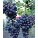 Vinná réva stolní - 'Dačnyj' - PROSTOKOŘENÁ