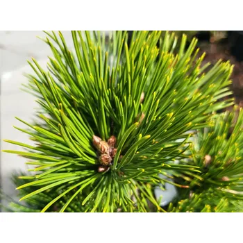 Sazenice Borovice Heldreichova 'Hald Koryta'