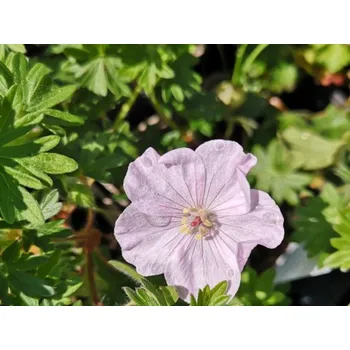 Sazenice Kakost krvavý 'Apfelblute' - Geranium sanquineum 'Apfelblute' Balení: kontejner p9