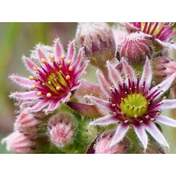 Sazenice Netřesk horský - Sempervivum montanum Balení: kontejner p9