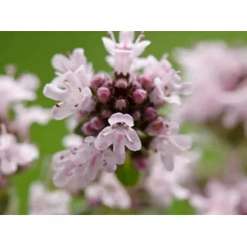 Sazenice Mateřídouška časná 'Pink Chintz' - Thymus praecox 'Pink Chintz' Balení: kontejner p9