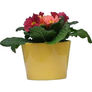Obal na květináč Obal Calypso primule pr.12 cm barva mix Barva: Zelená