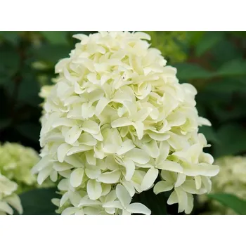 Sazenice Hortenzie latnatá Skyfall 'Frenne' Balení: kontejner C2