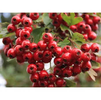 Sazenice Hloh jednosemenný