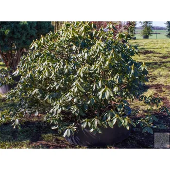 Sazenice Rododendron 'Nova Zembla' Balení: kontejner, Tvar: výška 110cm, šířka 170cm