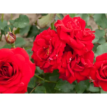 Sazenice Růže 'Freudentanz' Balení: kontejner C2