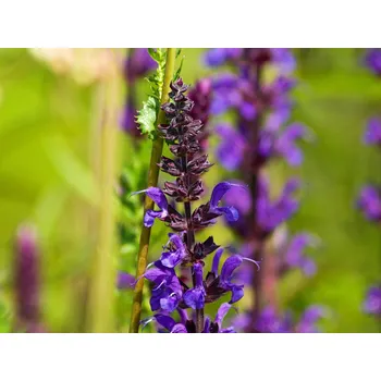 Sazenice Šalvěj hajní 'Mainacht' - Salvia nemorosa 'Mainacht' Balení: kontejner p17