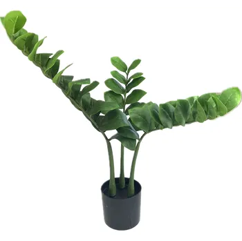 Květináč Zamiokulkas 70 cm, 3 výhonky + plastový obal