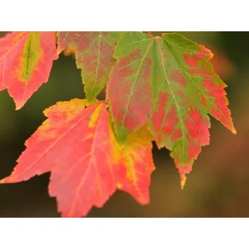 Sazenice Javor červený 'Northwood'