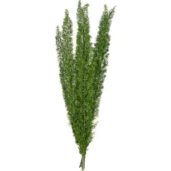 Foxtail (Pravé "živé" stabilizované větvičky rostliny)