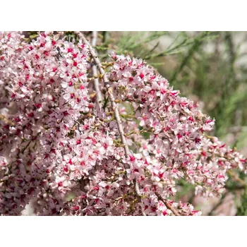 Sazenice Tamaryšek francouzský Balení: kontejner C180, Tvar: OK 25/30