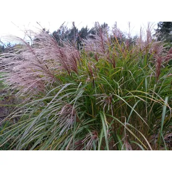 Sazenice Ozdobnice čínská 'Grosse Fontaine' - Miscanthus sinensis 'Grosse Fontaene' Balení: kontejner C2