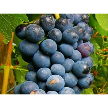 Sazenice Réva vinná 'Merlot' Balení: kontejner C2