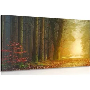 Obraz Dovido Obraz cesta v lese