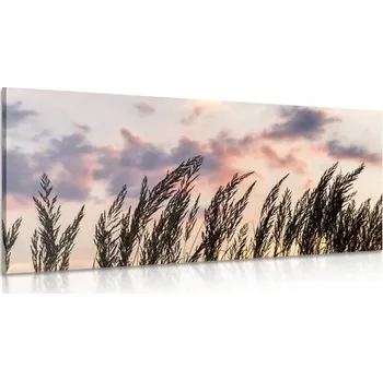 Obraz Dovido Obraz tráva při zapadajícím slunci