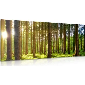 Obraz Dovido Obraz ráno v lese