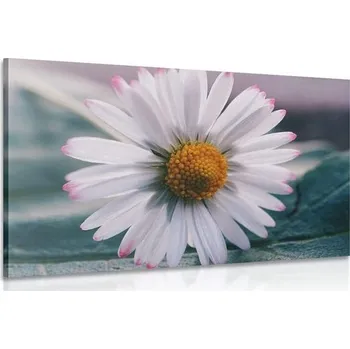 Obraz Dovido Obraz nádherná sedmikráska