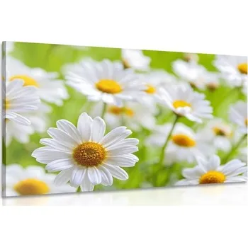 Obraz Dovido Obraz jarní louka plná květin