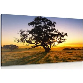 Obraz Dovido Obraz osamělý strom při západu slunce