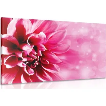 Obraz Dovido Obraz růžový květ