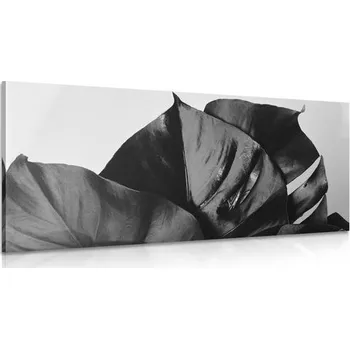 Obraz Dovido Obraz černobílý list monstery