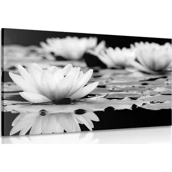 Obraz Dovido Obraz lotosový květ v černobílém provedení