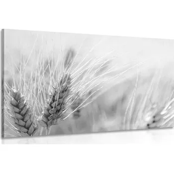 Obraz Dovido Obraz pšeničné pole v černobílém provedení