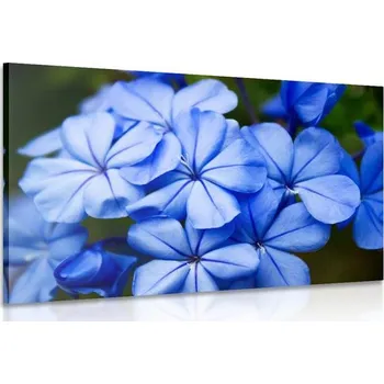 Obraz Dovido Obraz divoké modré květy