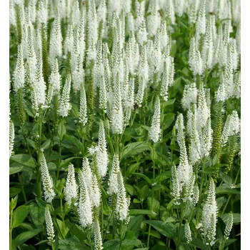 Sazenice Rozrazil dlouholistý ´FIRST LADY´ kont. 0,5 l