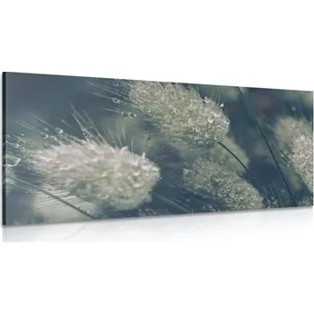 Obraz Dovido Obraz kapky rosy na trávě