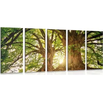 Obraz Dovido 5-dílný obraz majestátní stromy