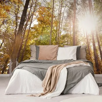 Fototapeta Dovido Samolepící fototapeta les v podzimních barvách