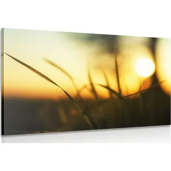 Obraz Dovido Obraz zapadající slunce v trávě