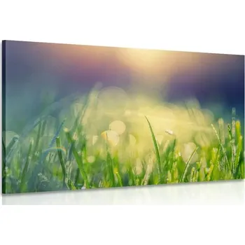 Obraz Dovido Obraz luční rosa